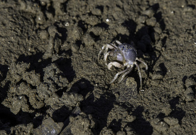 沙滩上的士兵蟹(mictyris longicarpus