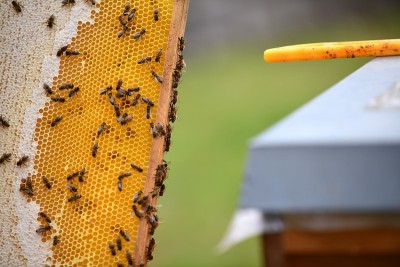 蜜蜂，蜜蜂，养蜂人，蜂蜜