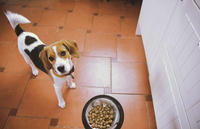 比格犬正在等待喂食。比格尔犬期待着它的食物。狗碗