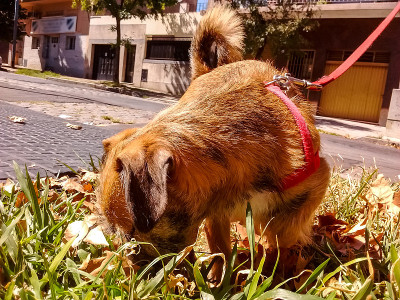 散步中的边境犬