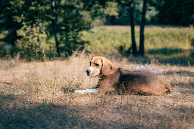 小猎犬在森林的草坪上。