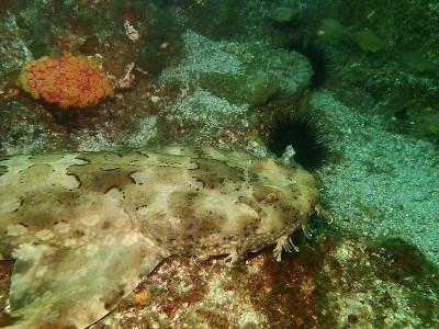 Wobbegong鲨鱼
