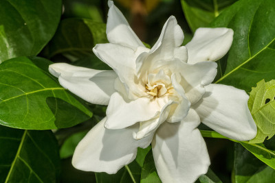 花园里的栀子花