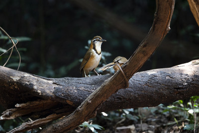 小民族Laughingthrush