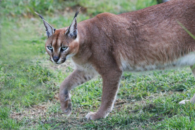 狞猫野猫