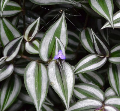 蜘蛛和花