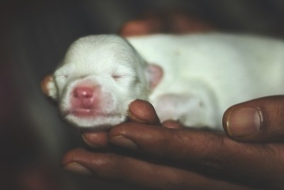 新生的白色牧羊犬小狗牵着他的手。一个星期大的小狗在旁边睡觉。