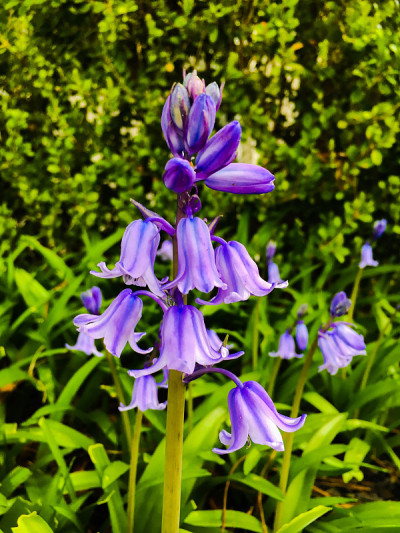紫铃花