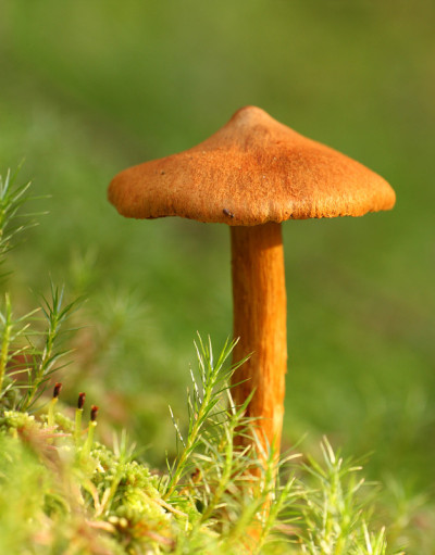魔法蘑菇-致命的webcap