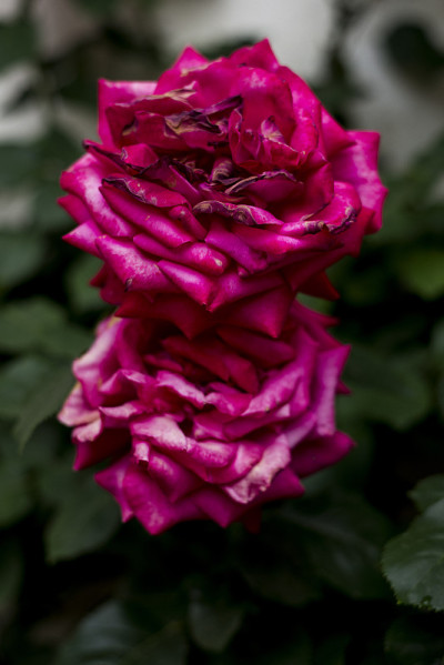 玫瑰花