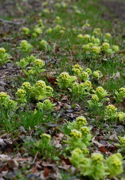 蜂斗菜发芽