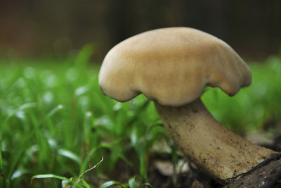 食物Coprinus comatus的肖像
