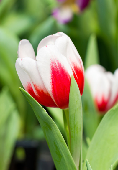 郁金香花。