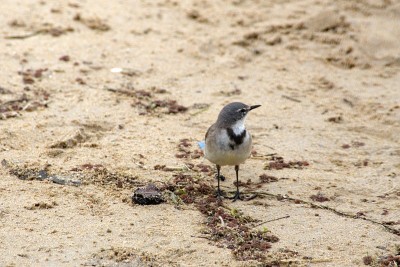 海滩上的角Wagtail