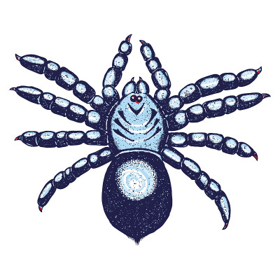 Halloween colour spider stipple drawing isolated. 