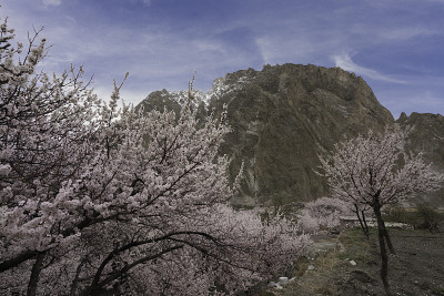 在帕苏村，粉红色的樱花树，高山和蓝云的天空