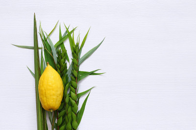 犹太人住棚节。传统符号(四种):Etrog, lulav, hadas, arava