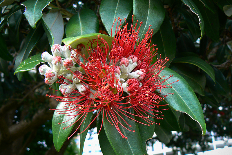 红花的波胡图卡瓦，又名新西兰圣诞树或北岛的metrosideros excelsa