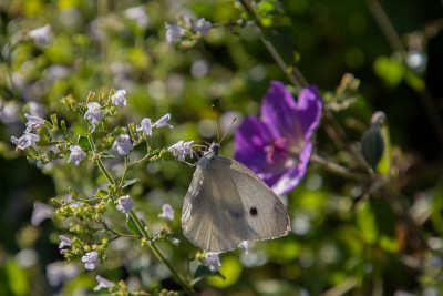 白卷心菜蝴蝶，也叫Pieris rapae或Kleiner Kohlweissling