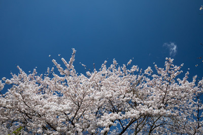 吉野山的樱花