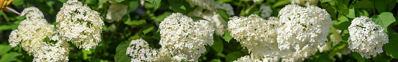 夏日花园里的白色绣球花。
