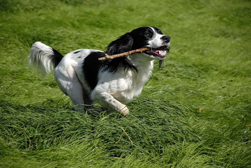 英国施普林格猎犬