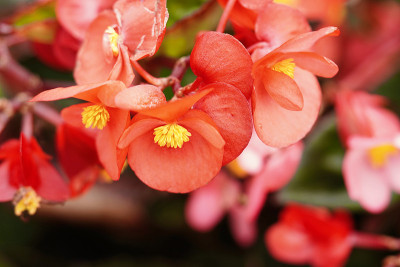 永远花是花园里美丽的小花