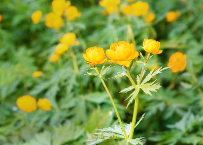 花:金盏花