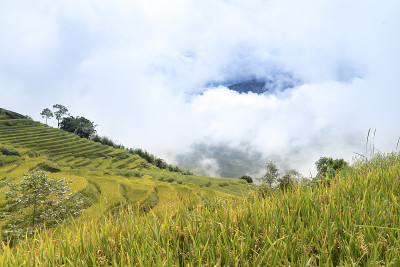 越南西北部山区梯田上的成熟水稻景观