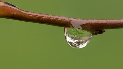 春雨滴