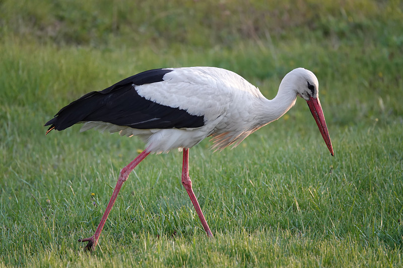 stork walks through the meadow in search of food a