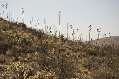 Anza-Borrego
