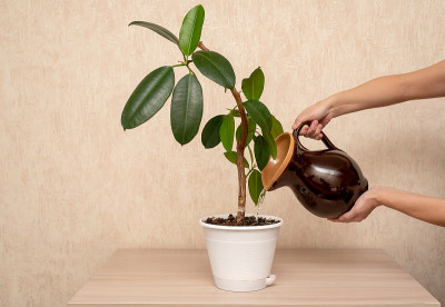 室内的绿色植物放在家里的桌子上。