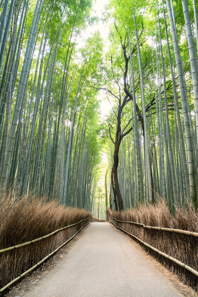 清晨，日本京都的岚山竹林