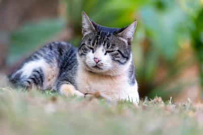 雄猫