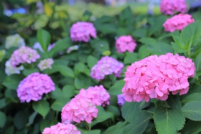 公园里盛开的绣球花