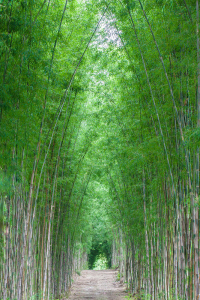 道路两旁有竹林