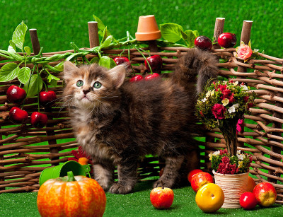 可爱的小猫