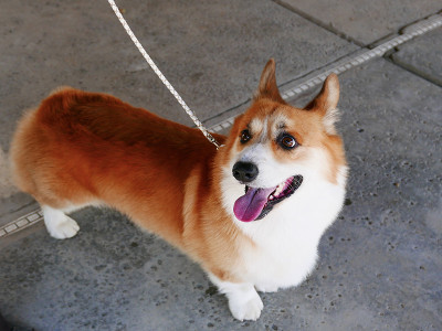 彭布罗克威尔士科基犬
