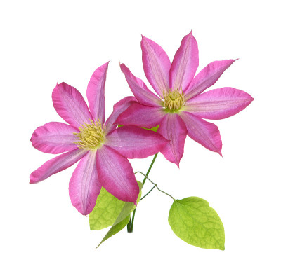 铁线莲的花