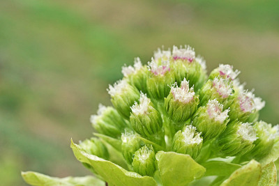 Petasites japonicus