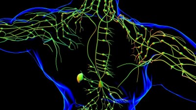 人体淋巴结解剖用于医学概念3D渲染