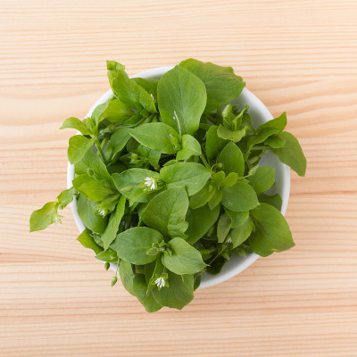 新鲜繁缕