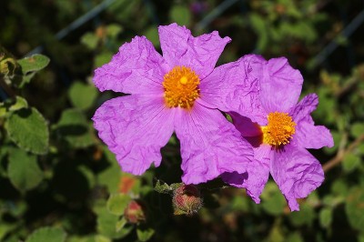 泥炭花(泥炭花)