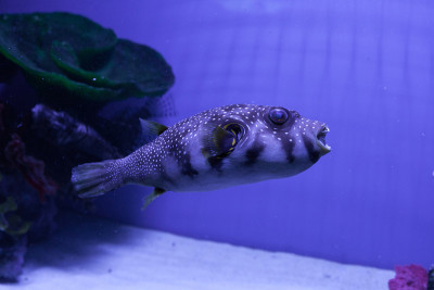 Puffer鱼。Arothron hispidus