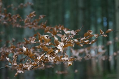 欧洲的一种山毛榉(山毛榉属)，冬季在森林中生长