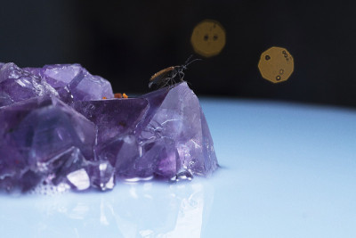 甲壳虫和紫水晶