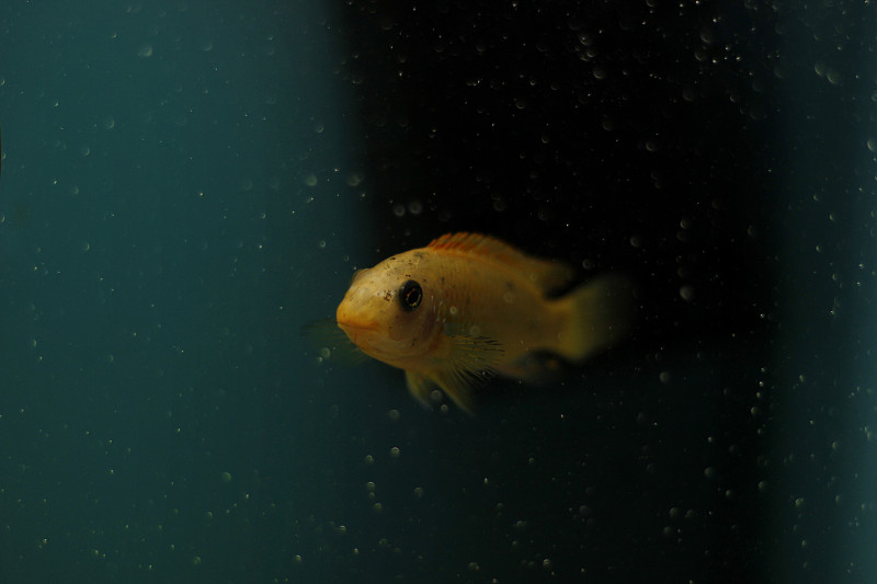 水族缸里的蝾螈。