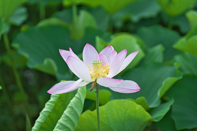 莲花