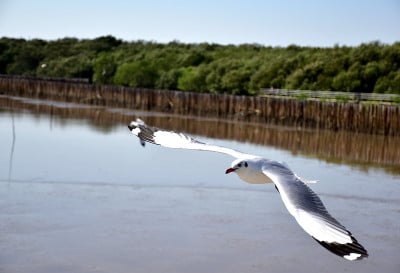 海鸥在海里吃鱼
